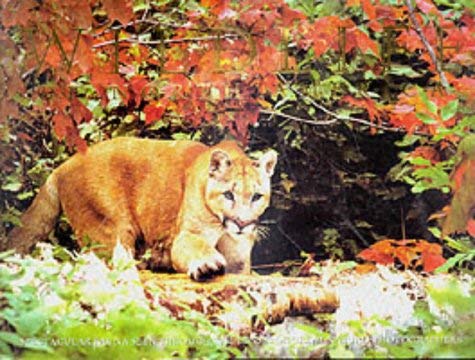 Wildlife of North America (Illustrated Travel)