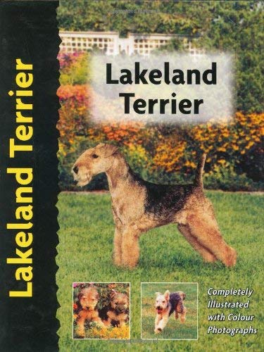 Lakeland Terrier