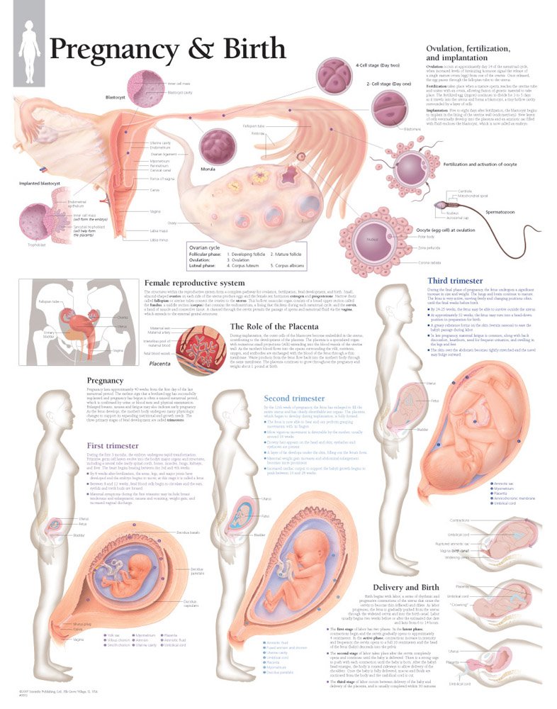 Pregnancy & Birth chart: Wall Chart