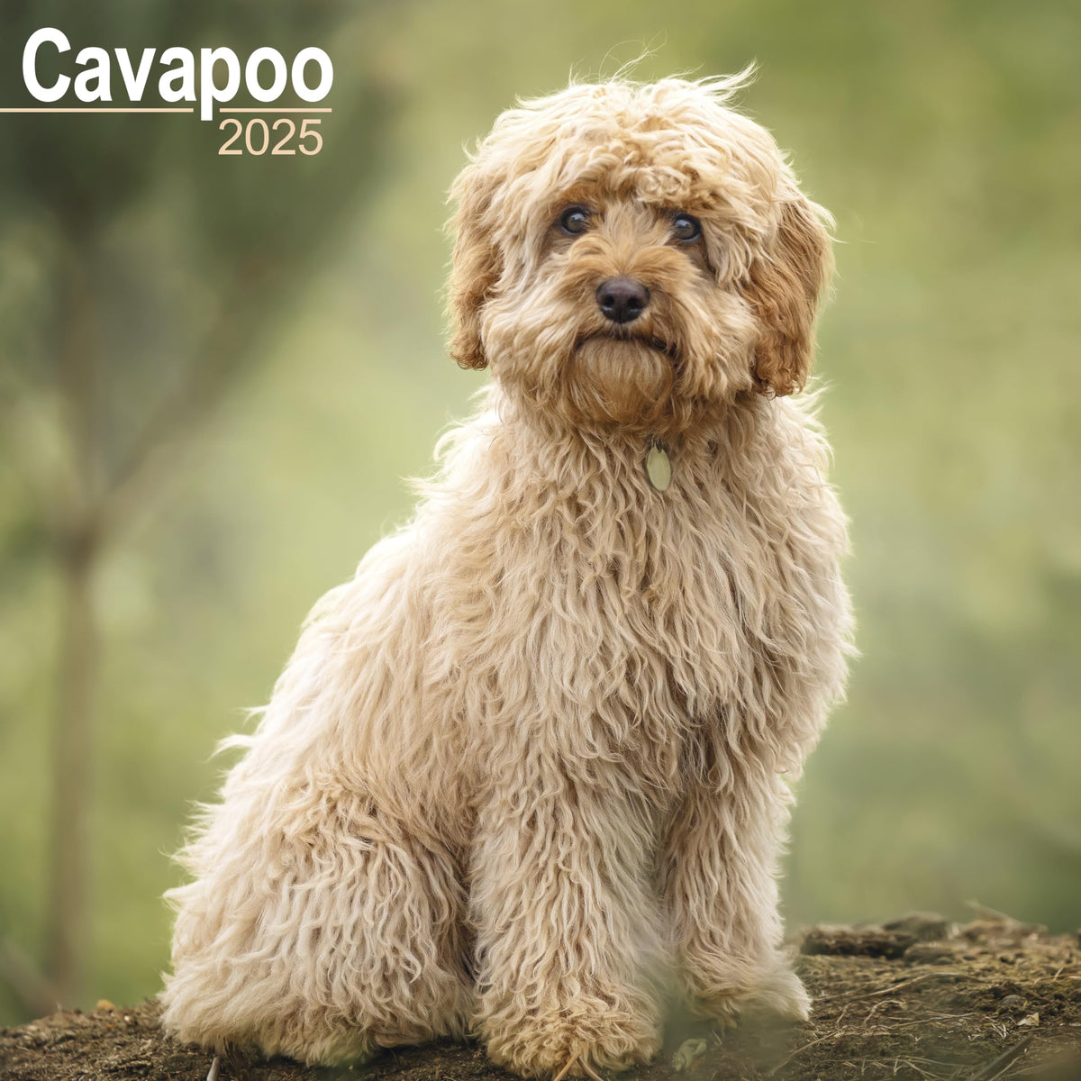 Cavapoo Calendar 2025 | Square Dog Breed Wall Calendar - MONDAY START GRID