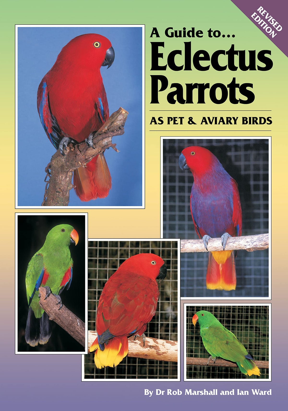 A Guide to Eclectus Parrots as Pet and Aviary Birds