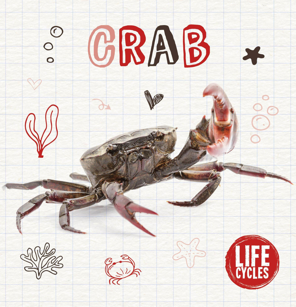 Crab (Life Cycles)