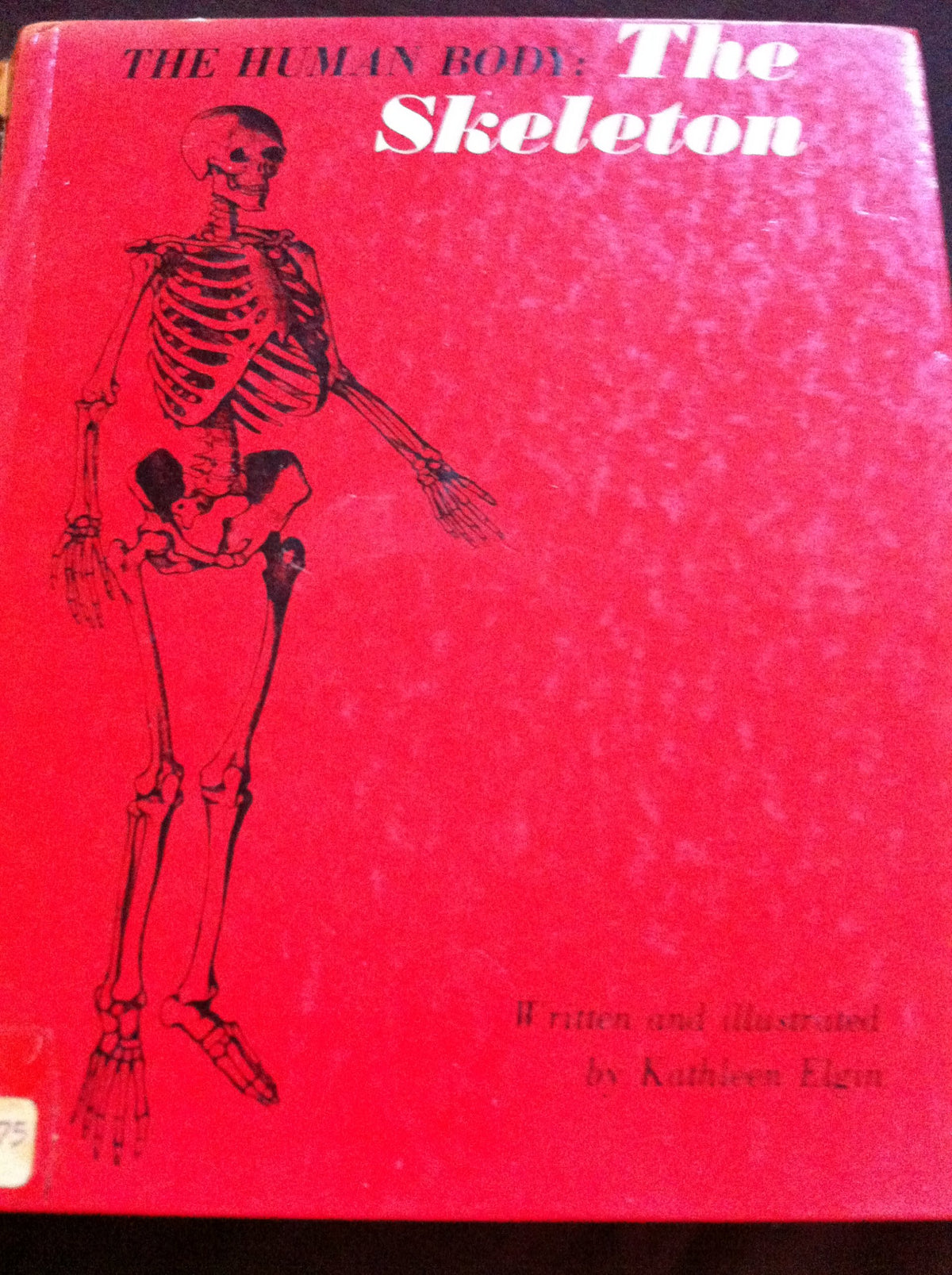 The Human Body: The Skeleton