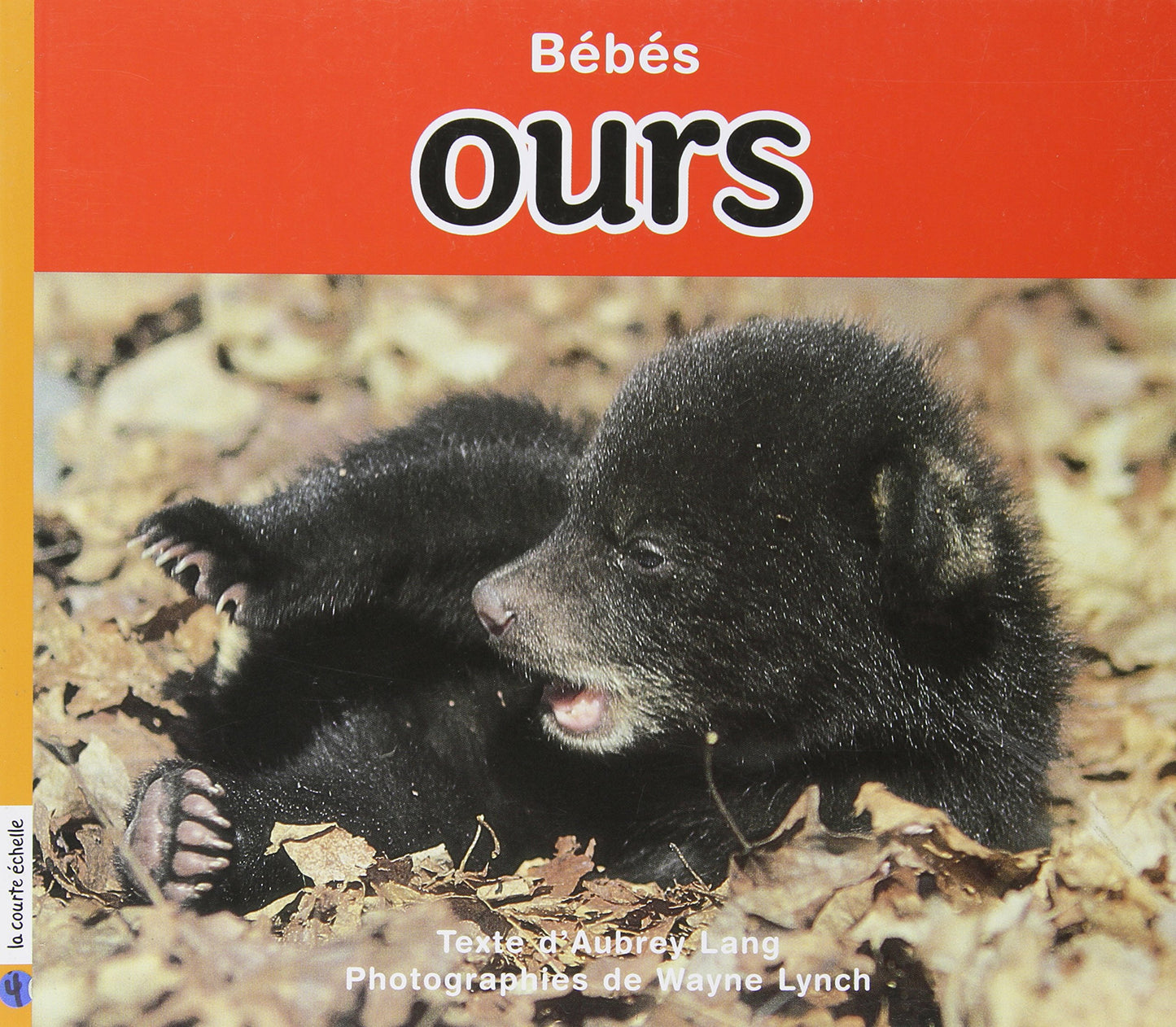 Bebes Ours *** Droits Cedes ***