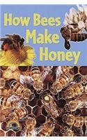 How Bees Make Honey