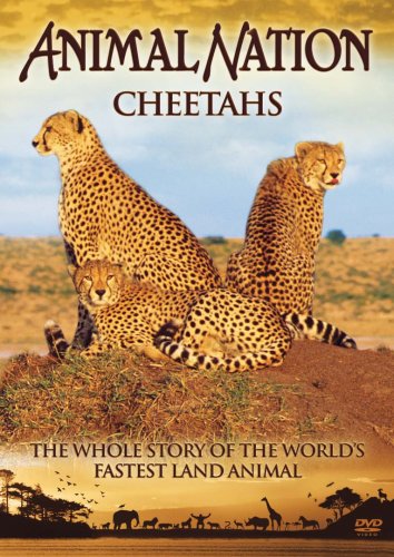 Animal Nation - Cheetahs [Import anglais]