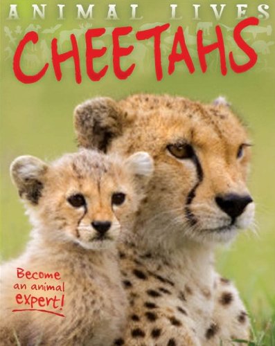 Animal Lives: Cheetahs