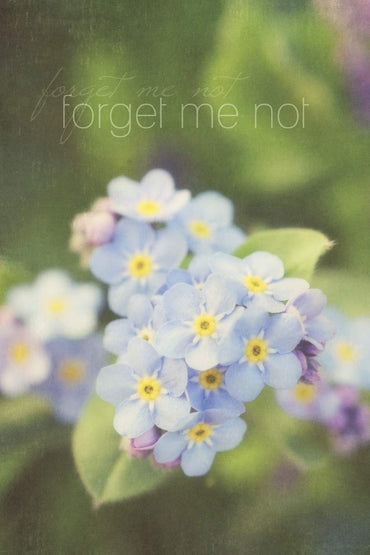 Forget Me Not: Journal, Notebook, or Diary (Flowers, Garden, Blooms) - Blank lined, 6 x 9 inches, 150 pages (Words & Flo