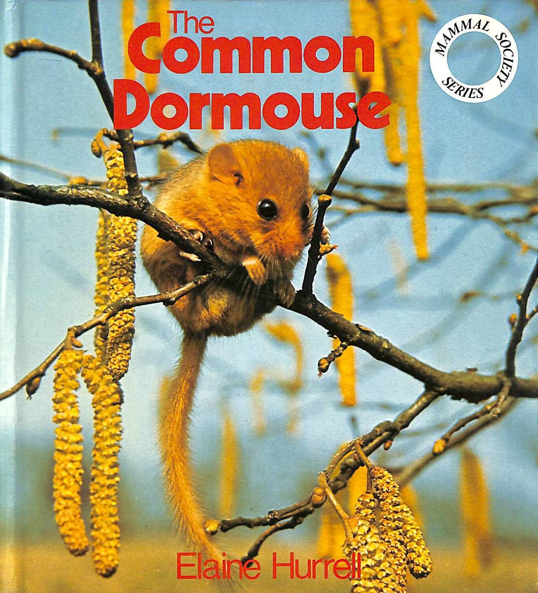 Common Dormouse