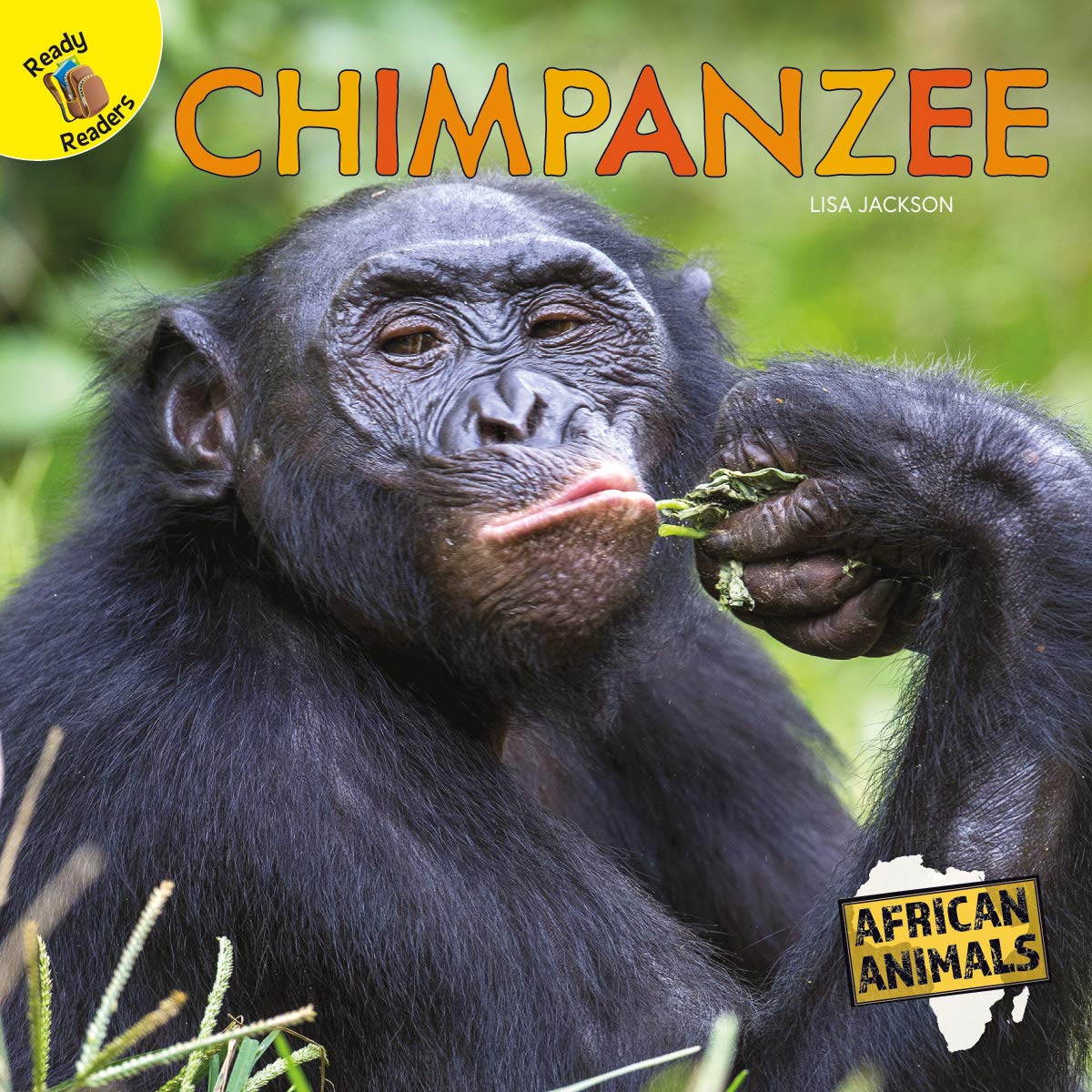 African Animals Chimpanzee