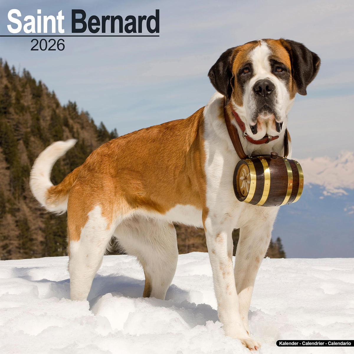 Saint Bernard 2026 Calendar | Square Wall Calendar | Dog Breed Gift | Plastic Free Packaging | by Avonside Publishing