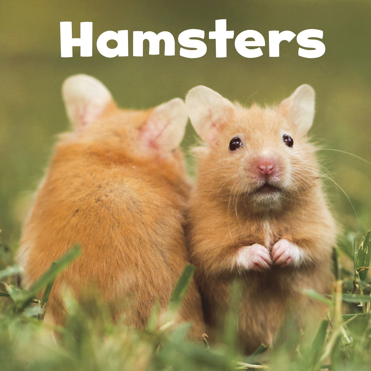 Hamsters (Our Pets)
