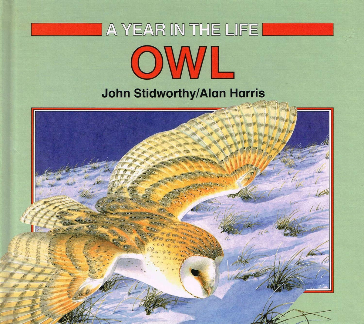 Owl (Year in the Life)