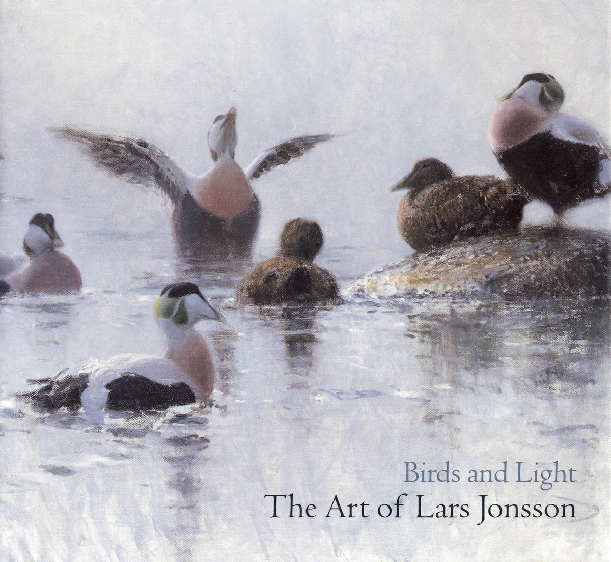 Birds & Light