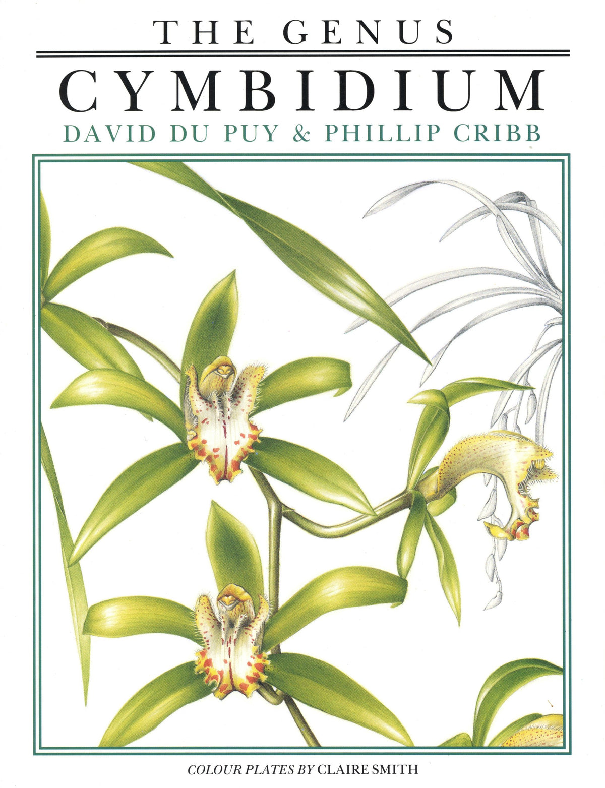 Genus Cymbidium