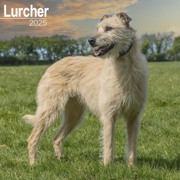 Lurcher Calendar 2025 | Square Dog Breed Wall Calendar - MONDAY START GRID